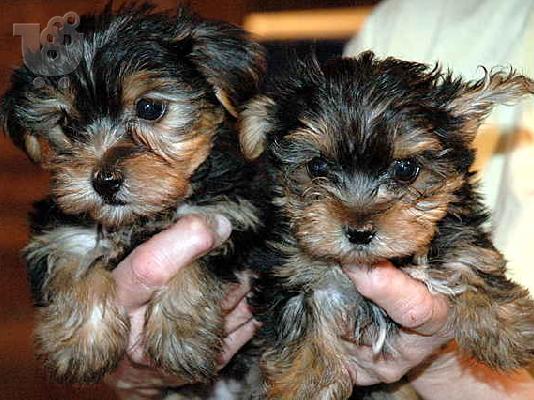 PoulaTo: Yorkshire-terrier mini